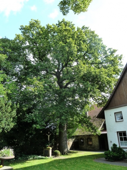 Bild 2 von Eiche am Hof Meyer